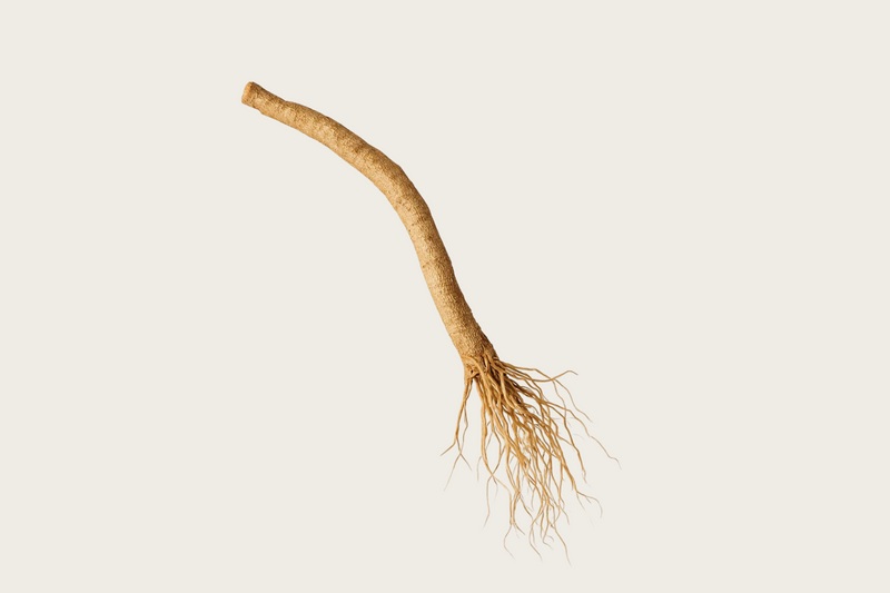 Ashwagandha (Withania somnifera)