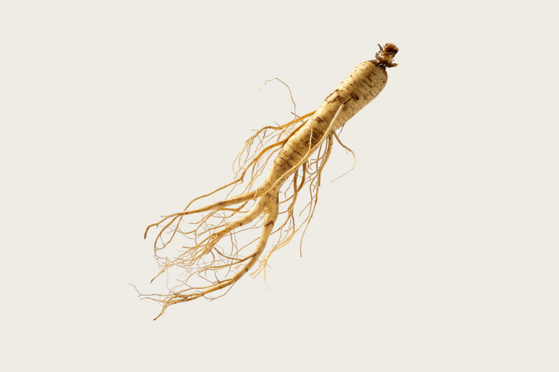 Asian Ginseng (Panax ginseng)