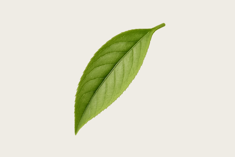 L-Theanine