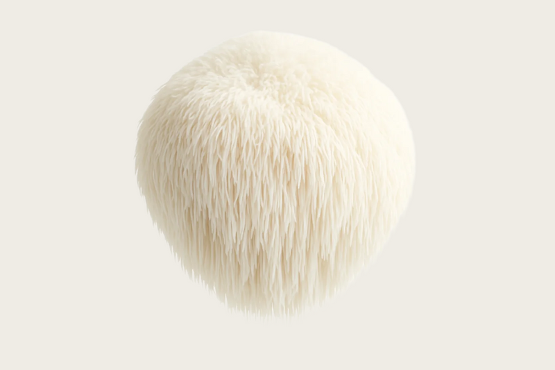 Lion’s Mane Mushroom (Hericium erinaceus)