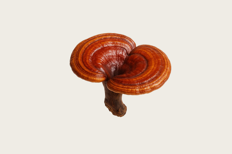 Reishi Mushroom (Ganoderma lucidum)