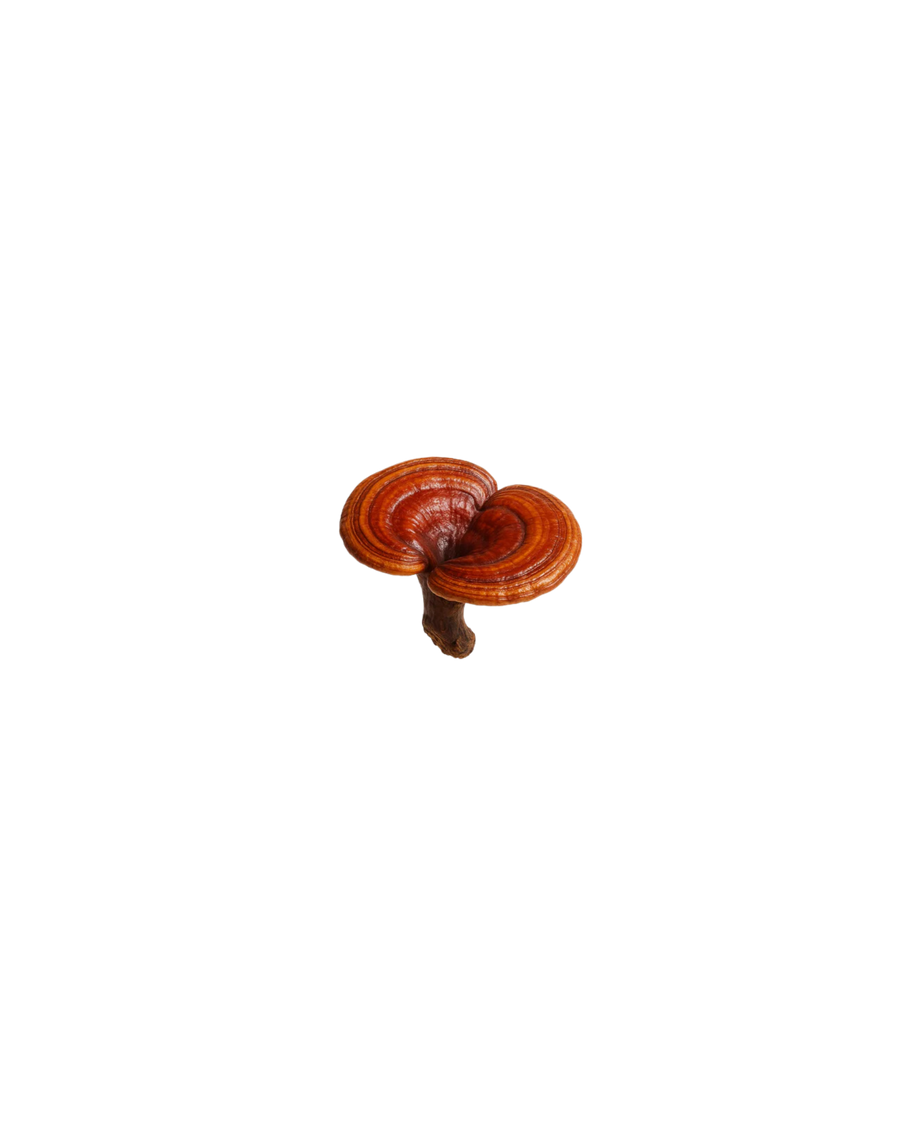 Reishi (Ganoderma lucidum)